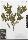 Foto von Salix appendiculata Vill.